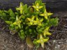 Gunniopsis intermedia-4.jpg